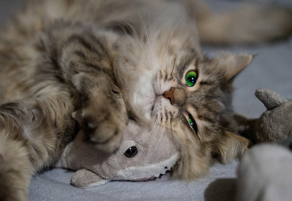 Cassiopeia & shark