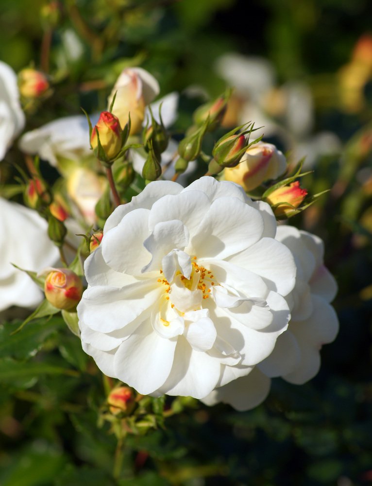 Photograph by Михаил Обертаев