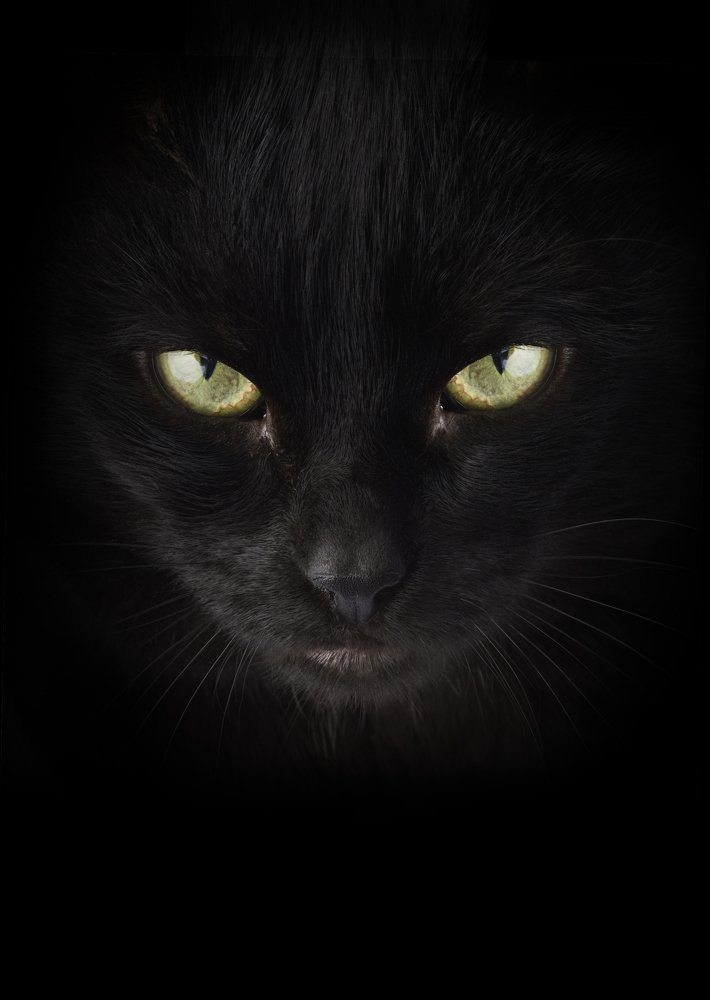 Photograph by Yuriy Raccoon