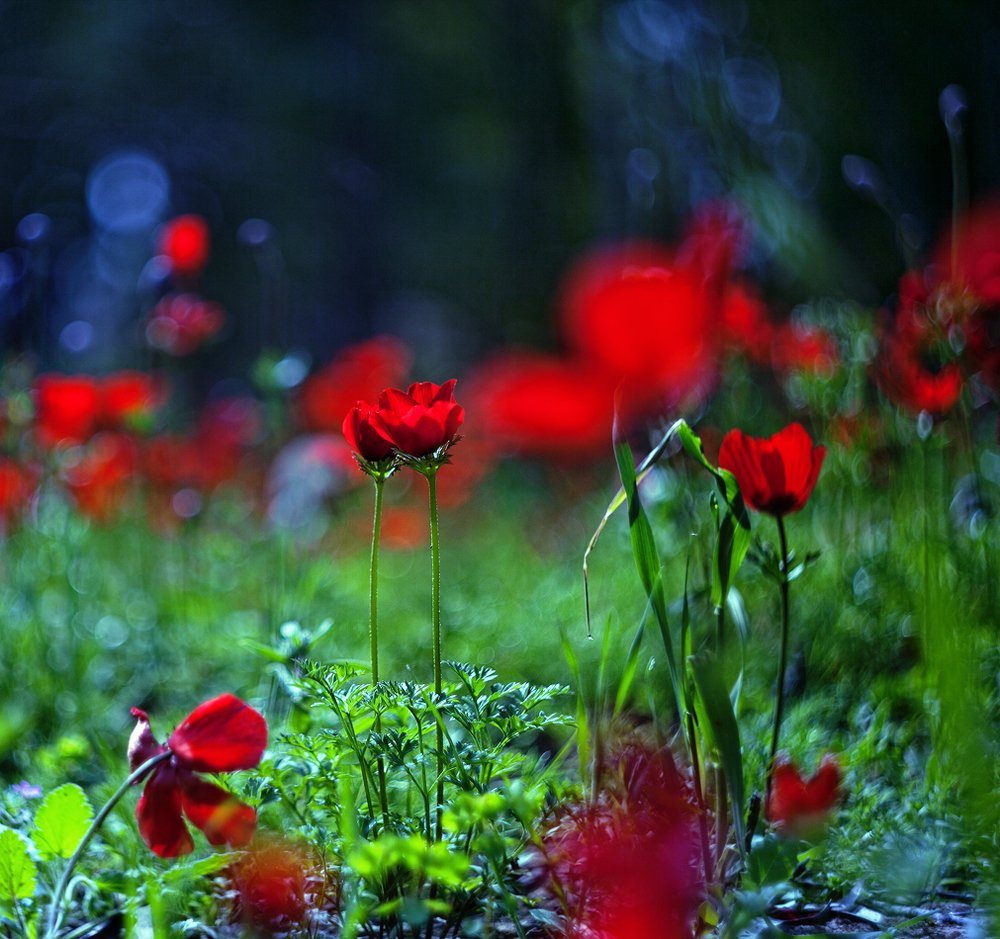 Photograph by Zachar