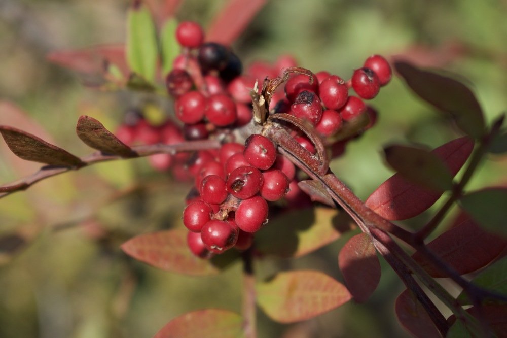 Photograph by Olga Pereira