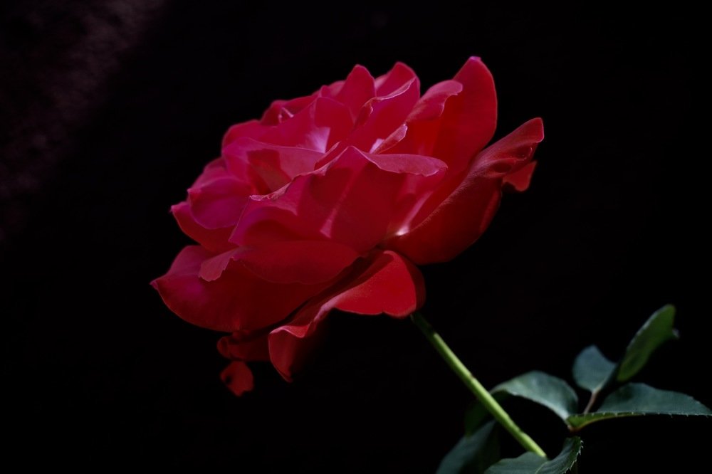 Photograph by Olga Pereira