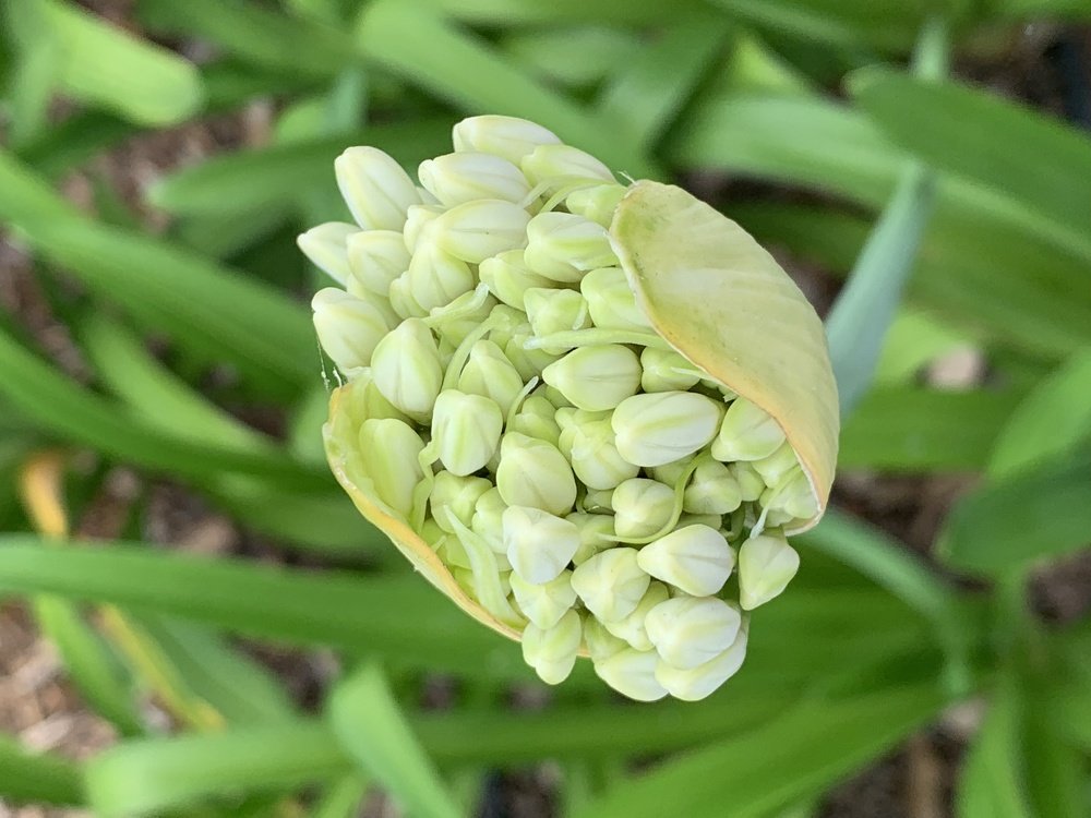 Photograph by Olga Pereira