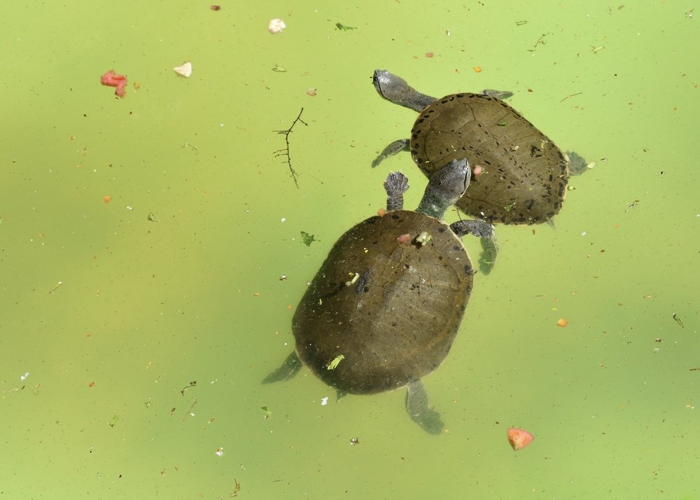 Photograph by Olga Pereira