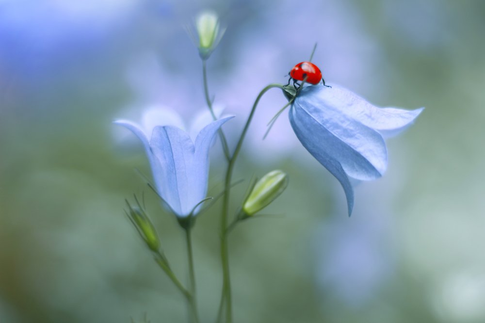 Photograph by Elena Andreeva