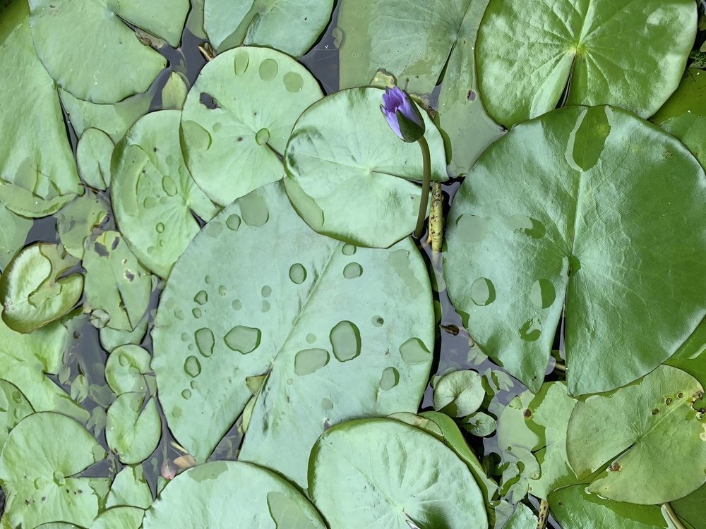 Photograph by Olga Pereira