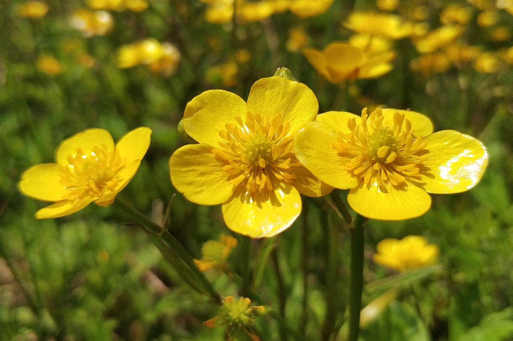 Светящееся трио