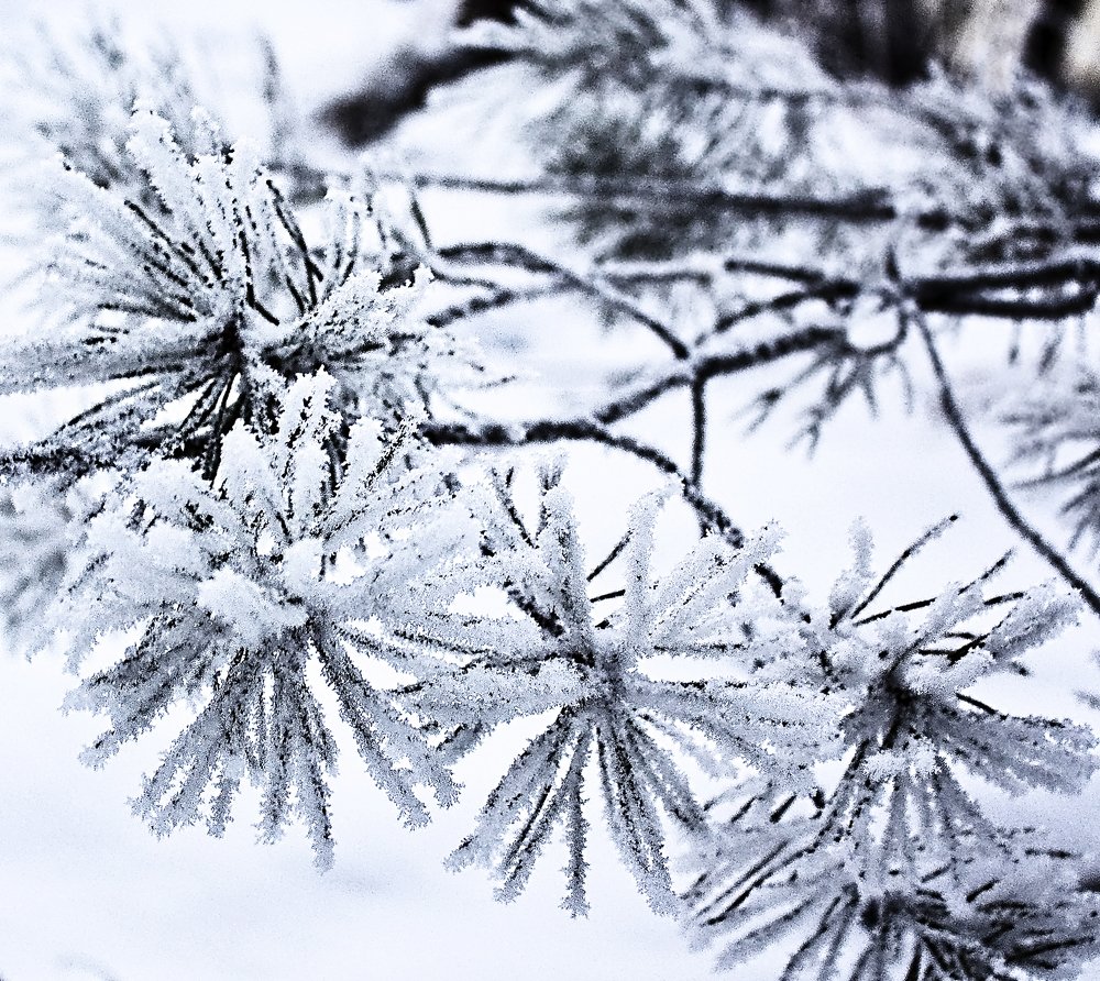 Photograph by Олъга