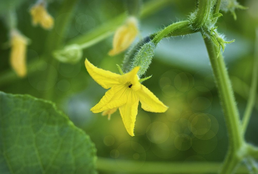 Photograph by Олъга