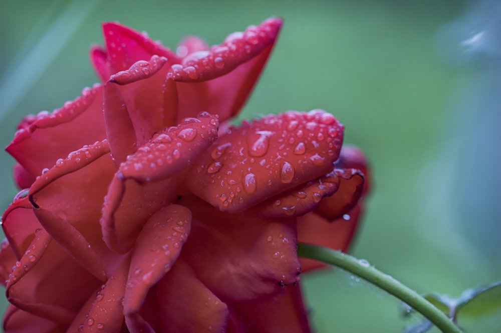 Photograph by Олъга