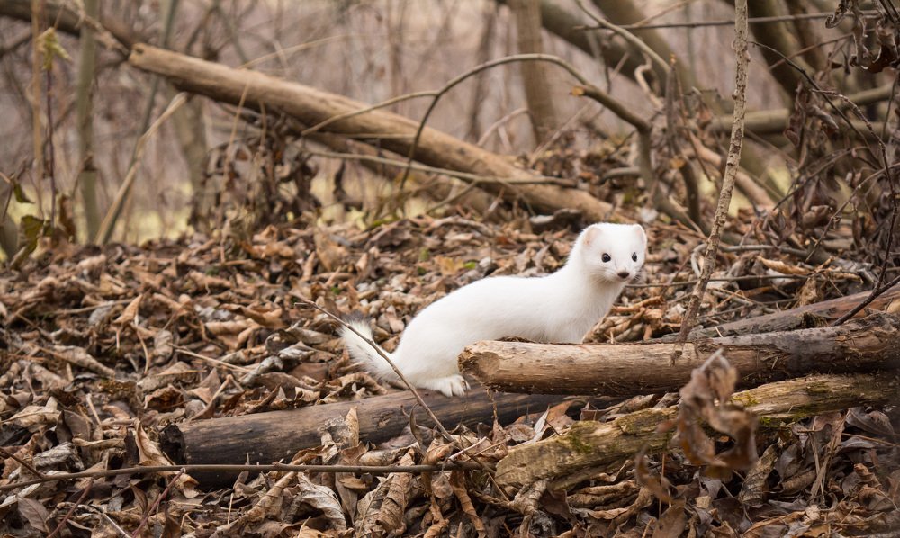 Photograph by александр