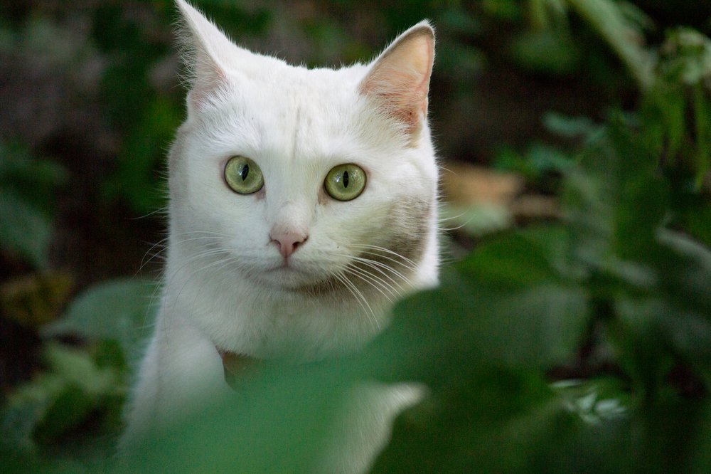 Зеленоглазка.