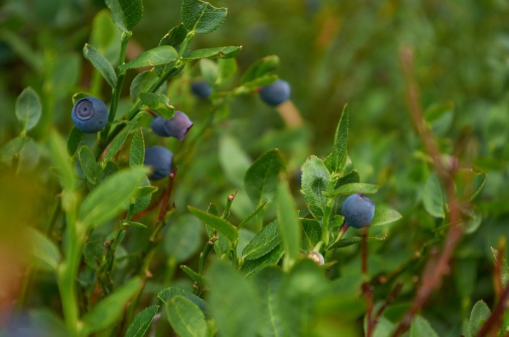 Photograph by Ольга Шибяева