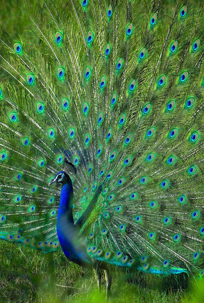 Photograph by Akshay Poojari