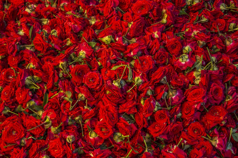 Photograph by Prasad Pavan