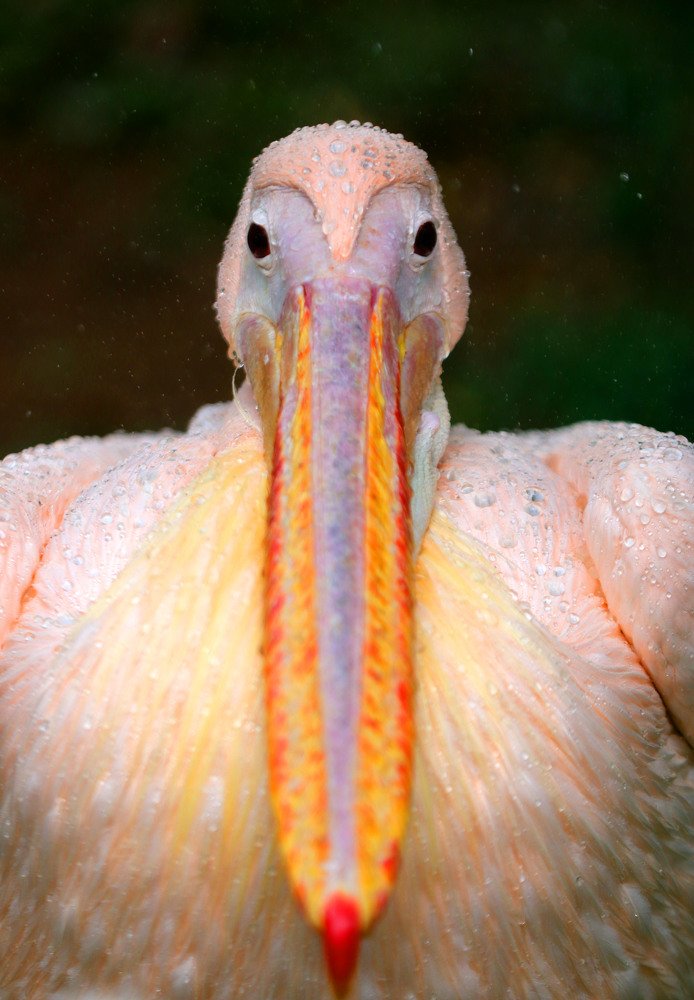 Фотография автора Мукеш Шарма