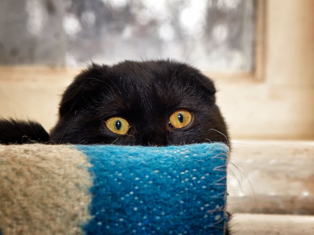 Фотография автора Александр Майоров