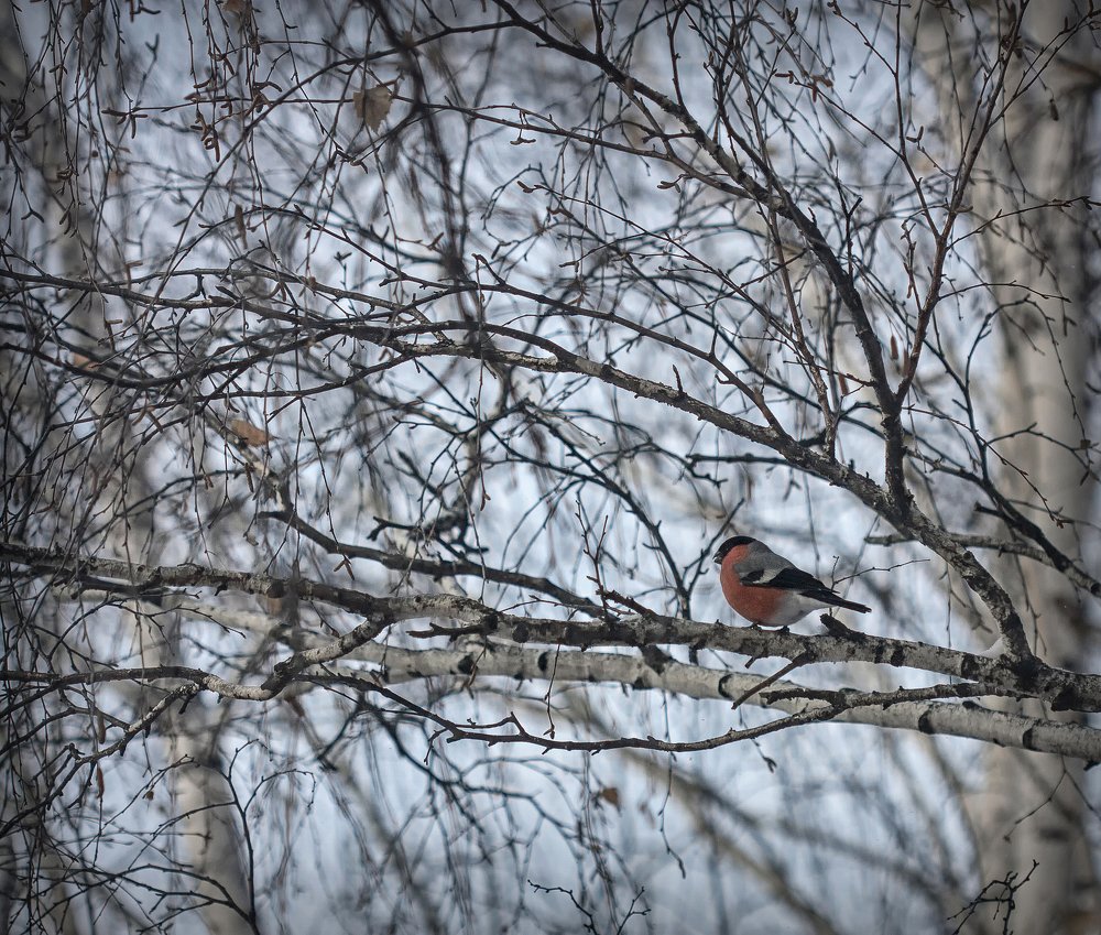 Photograph by Олъга