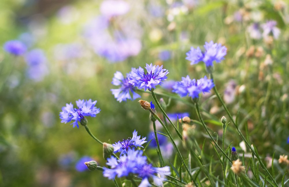 Photograph by Олъга