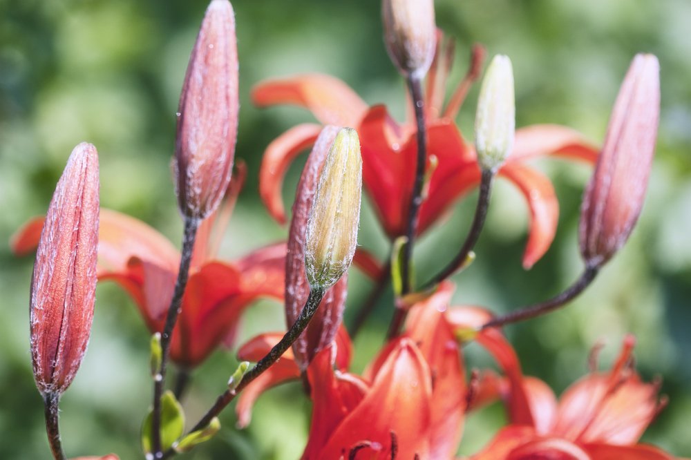 Photograph by Олъга