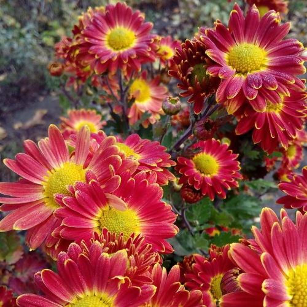 Photograph by Ирина Марченко