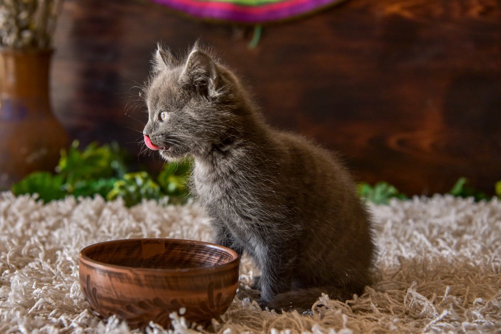 Фотография автора Мария Путилина