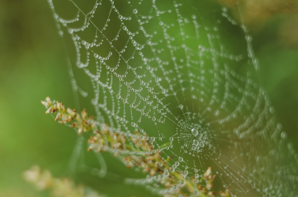 Фотография автора Майя Афзаал