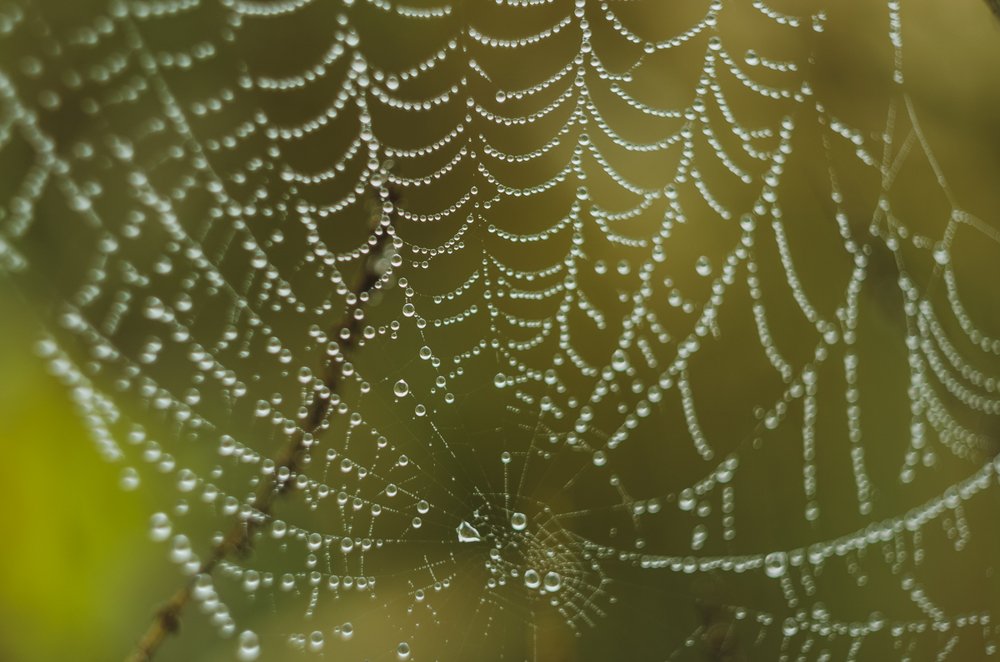 Фотография автора Майя Афзаал