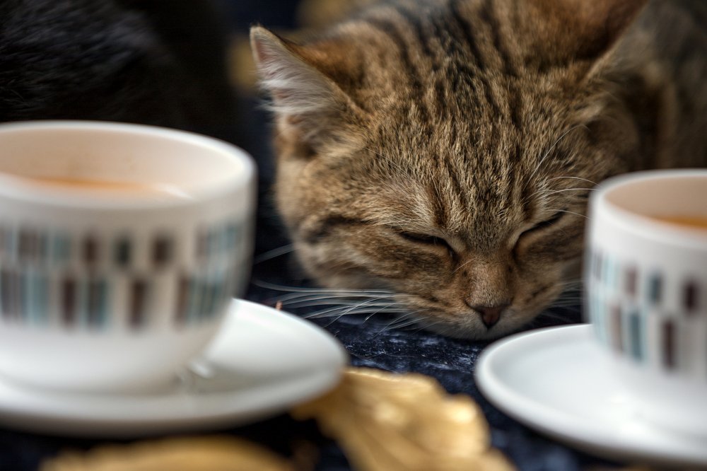 Photograph by Котко Зоя Юрьевна