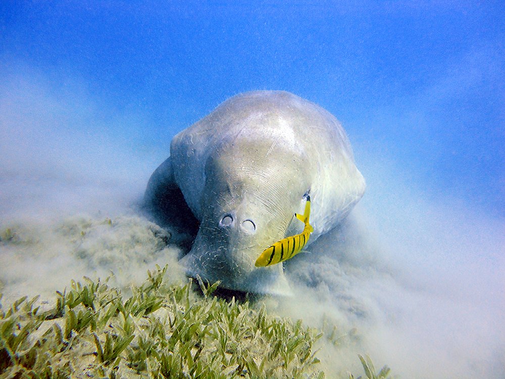 Морская корова во всей красе...