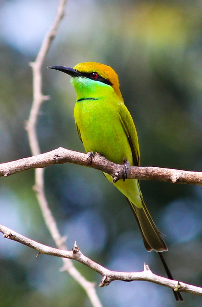 Photograph by Amarnath