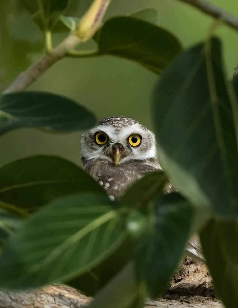 Фотография автора Chintu Panchal