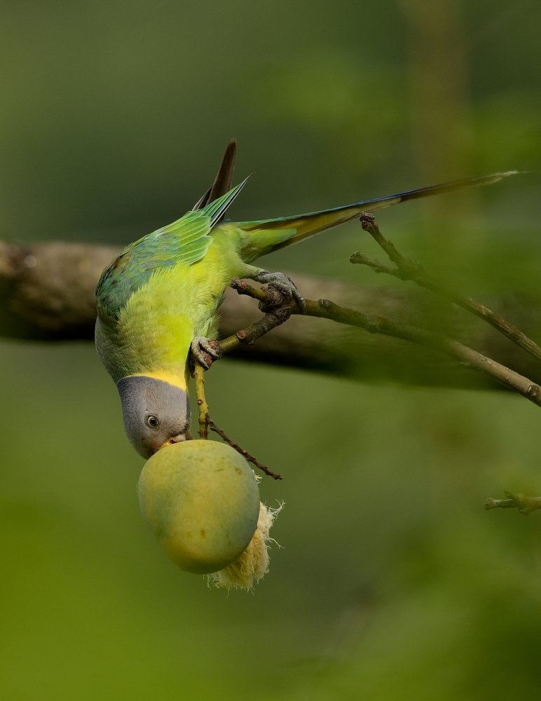 Photograph by Chintu Panchal