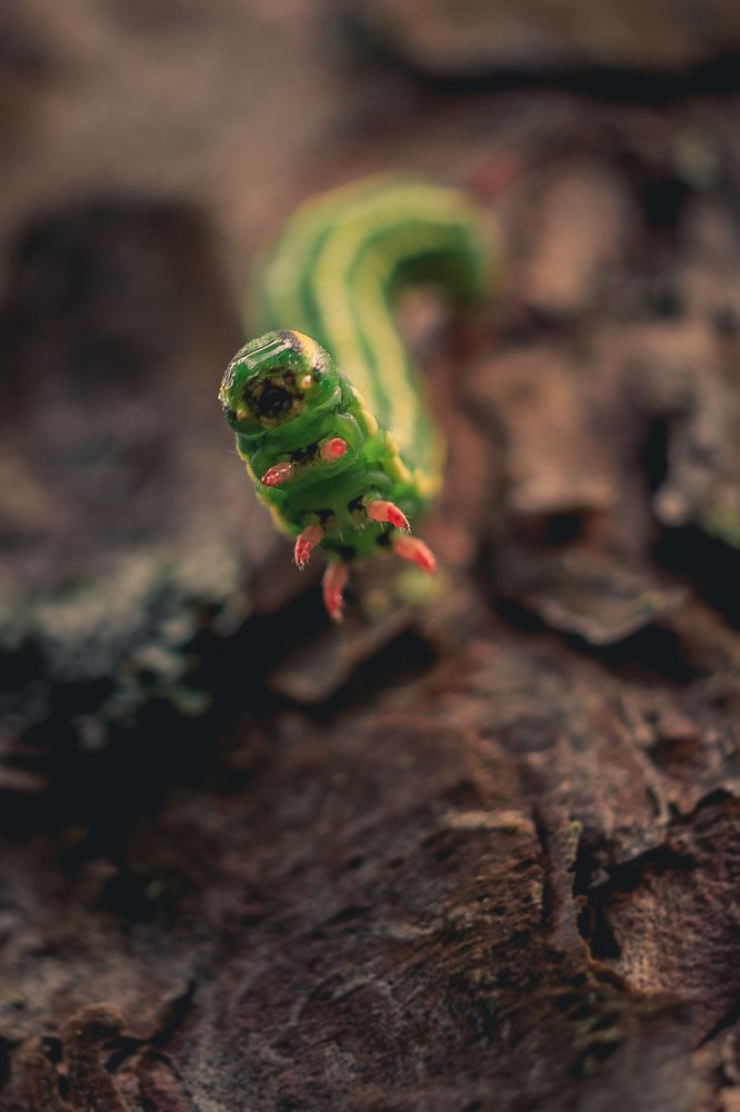 Фотография автора Кирилл Кичатов