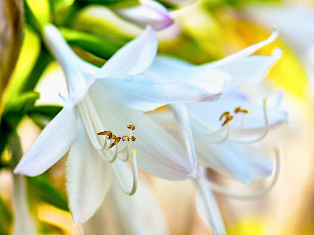 Photograph by Ольга Никулина