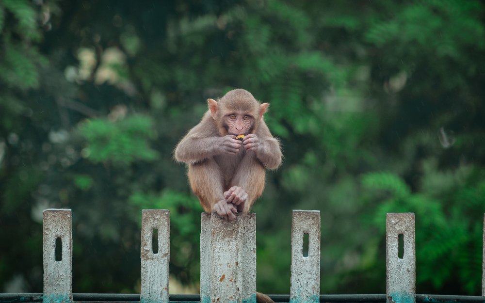 Фотография автора pramod malviya