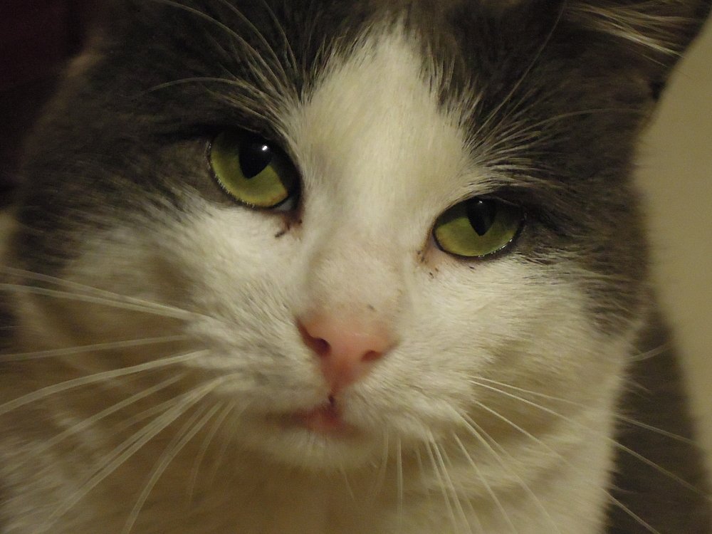 Photo #3594368