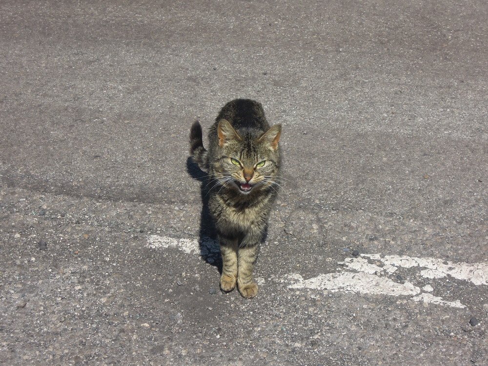 Photo #3594441