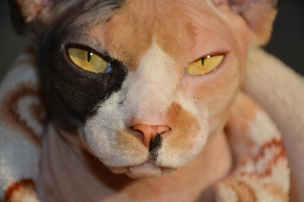 Photograph by Алла Гордеева