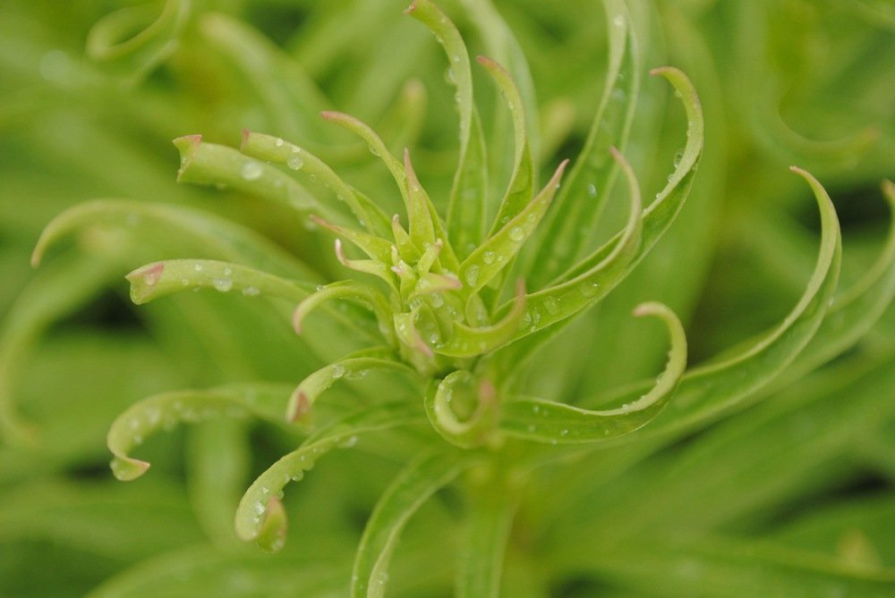 Photograph by Mariq Georgieva 