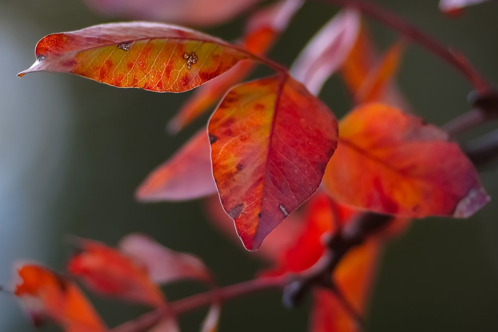 Фотография автора Вадим Топычканов
