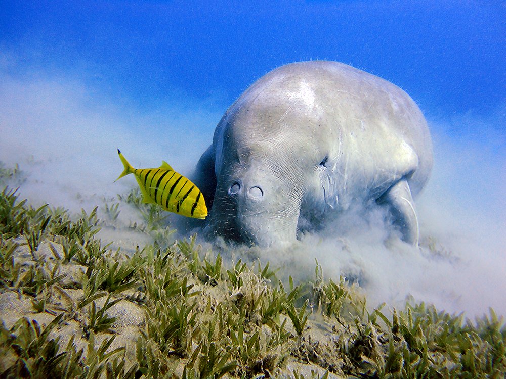 На подводном пастбище...