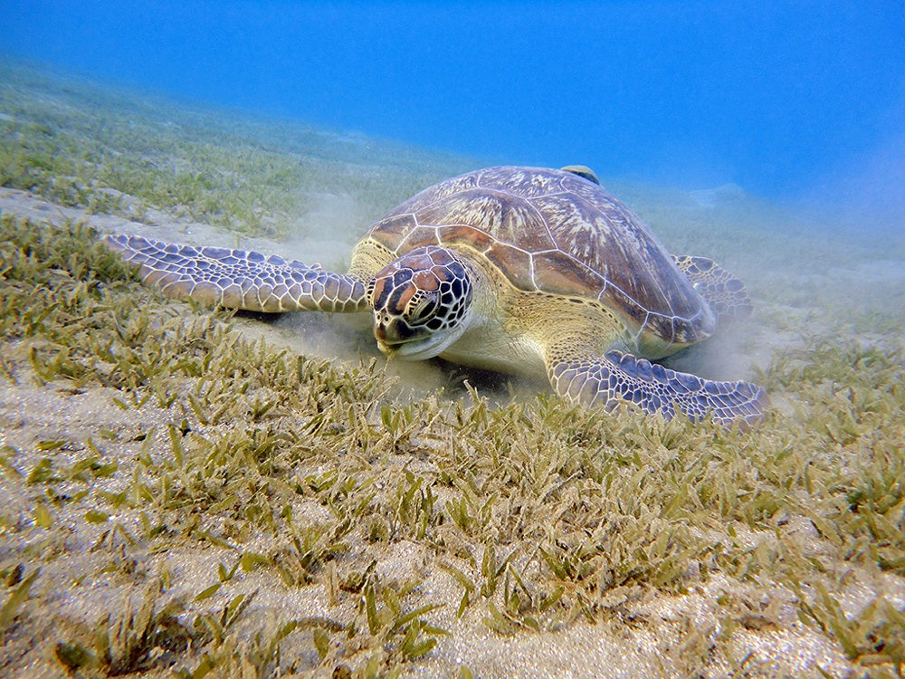 Зелёная морская черепаха
