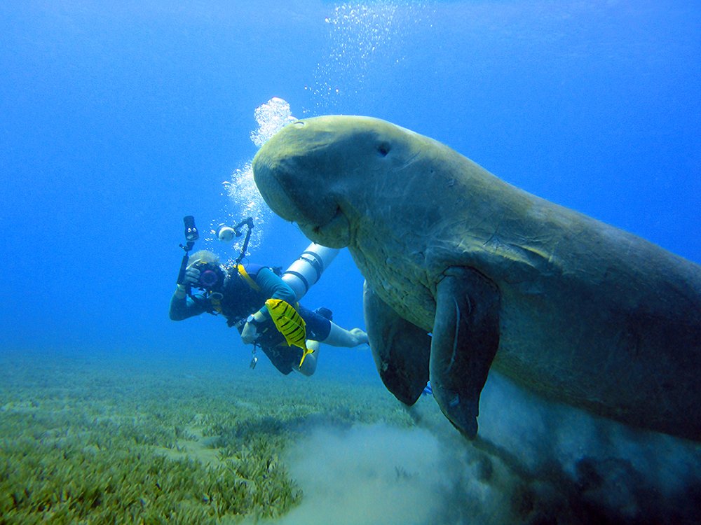Встреча с морской коровой