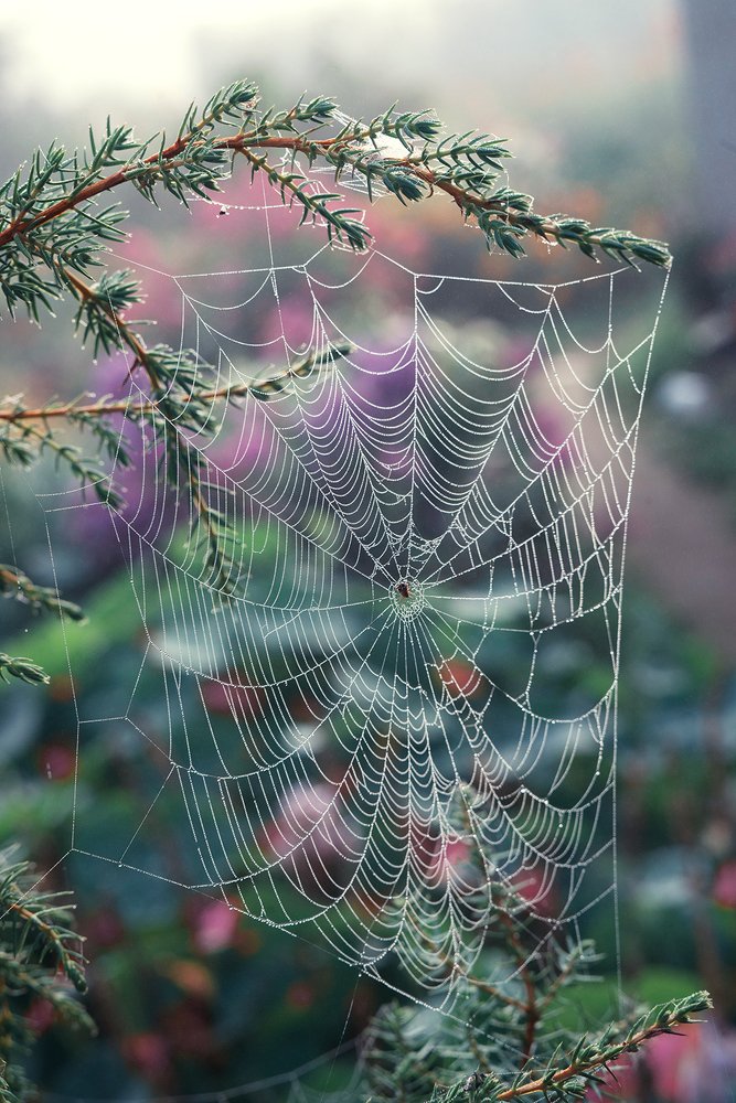 Photograph by Тарасова Ольга