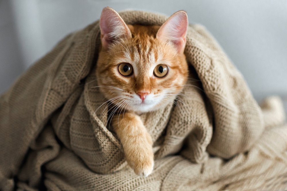 Фотография автора Nikita Dukhnik