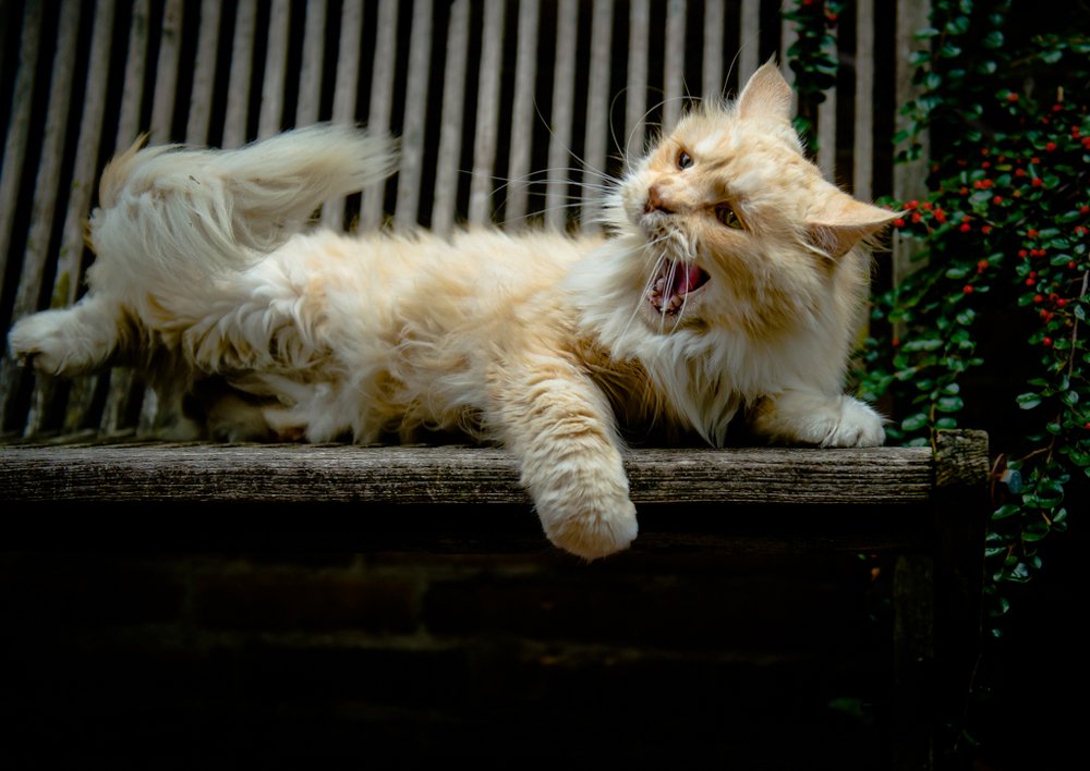 Фотография автора Maurice Leung