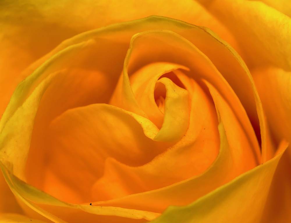 Photograph by narendra kumar pandey