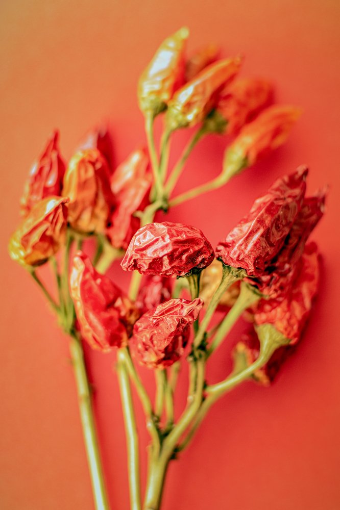 Photograph by Luigi Greco