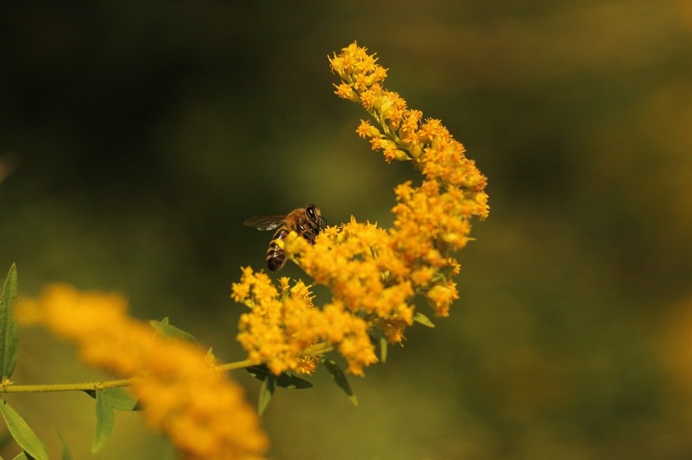 Фотография автора Инна Шикина